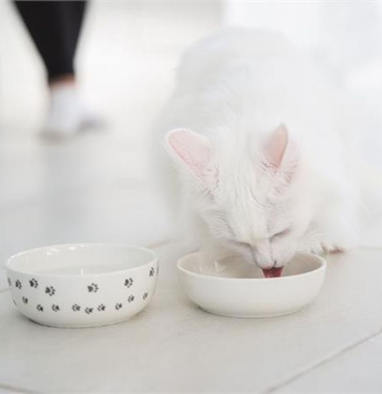 Vannskål til katt i keramikk